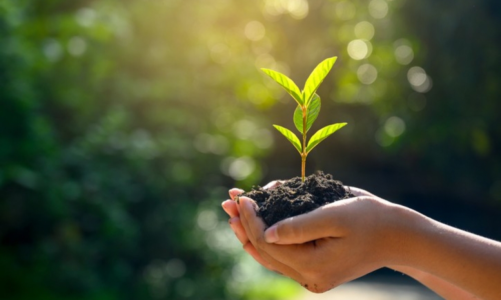 In the hands of trees growing seedlings. Bokeh green Background Female hand holding tree on nature field grass Forest conservation concept